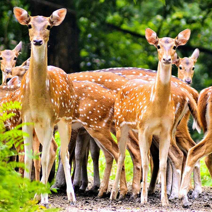 নদিয়ার বেথুয়াডহরিতে ঘন সবুজ বনানীর মাঝে দেখতে পাবেন হরিণও।