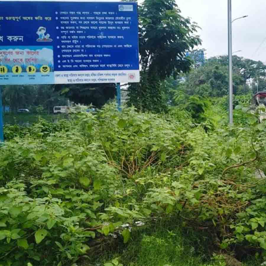 Patients and Their Family Members worried of oppression of snakes in Canning Sub Division Hospital