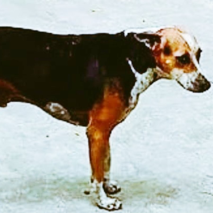 Tiger, a stray dog becomes an unofficial member of RPF in Chennai Central Station dgtl