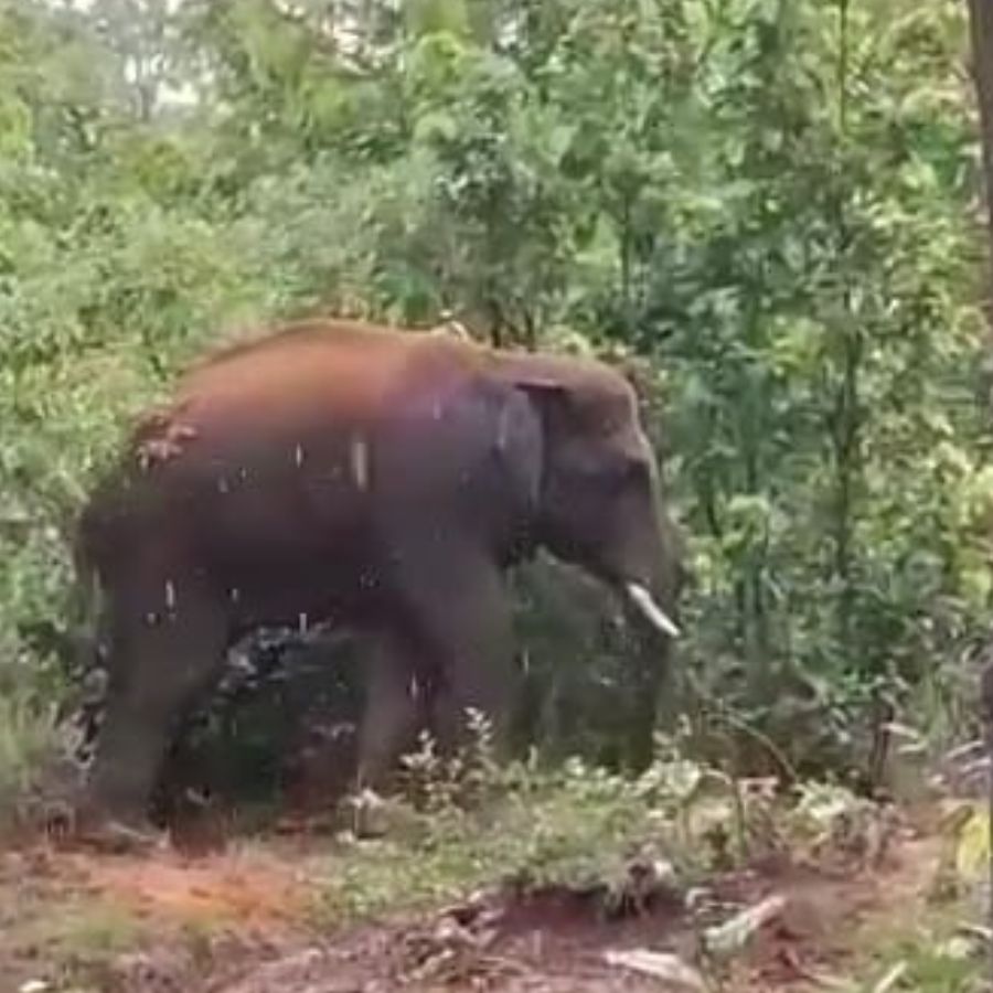 Elephant