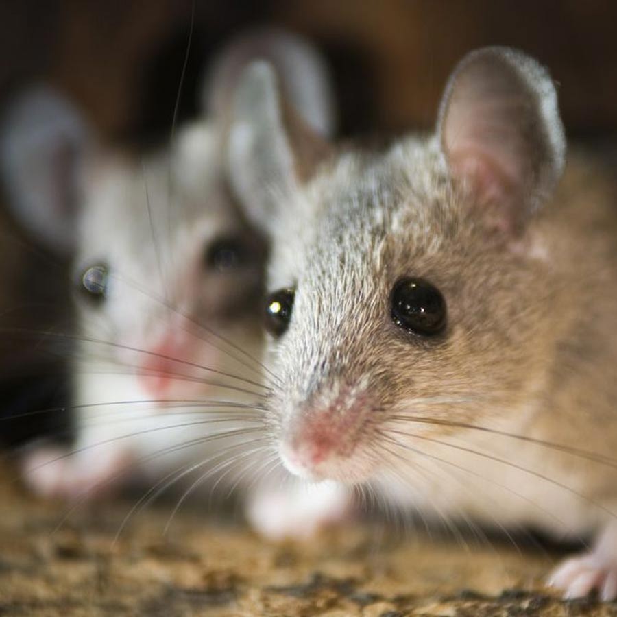 Mice from two male genetic materials successfully gives birth to offspring dgtl