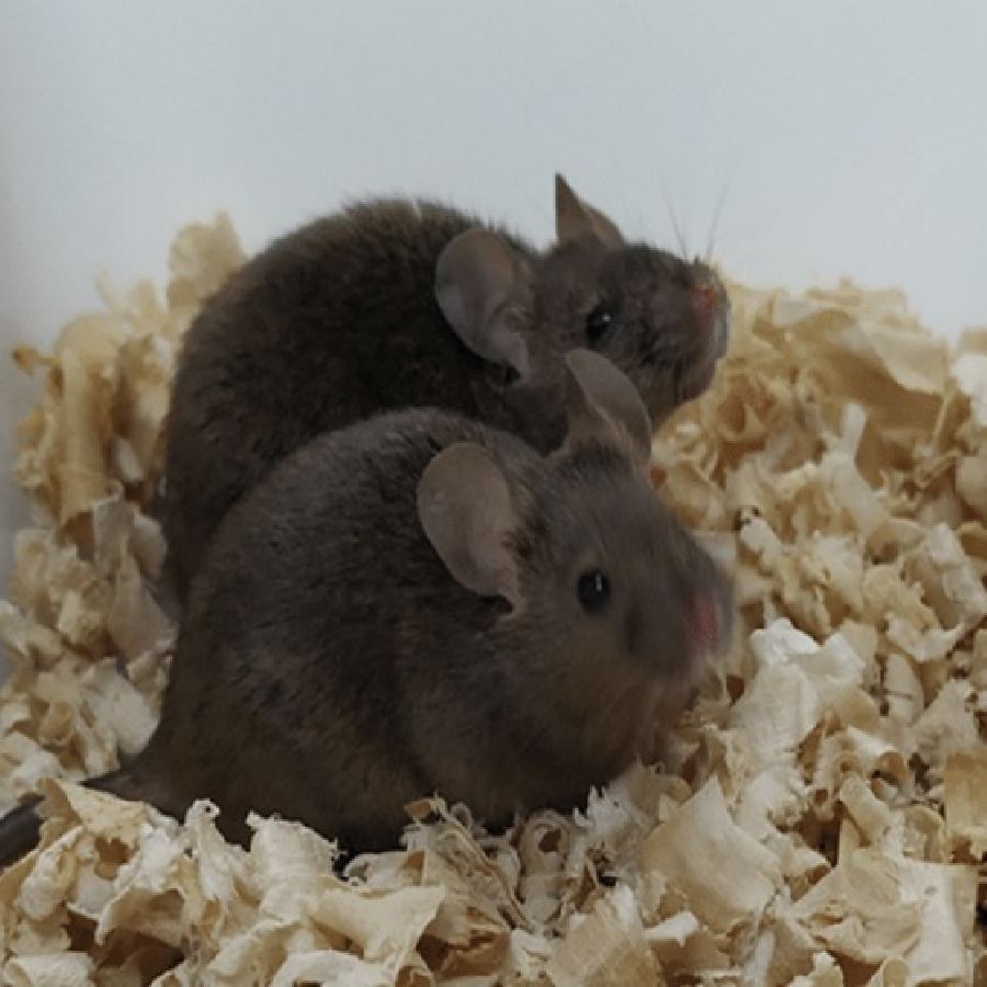 চিনের গবেষণাগারে দুই পুরুষ ইঁদুর থেকে জন্ম নেওয়া দু’টি প্রাপ্তবয়স্ক ইঁদুর। 