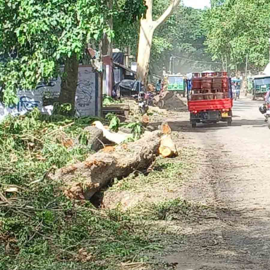 environmentalist angry after several trees are being chopped for roadextension work at Berhampore