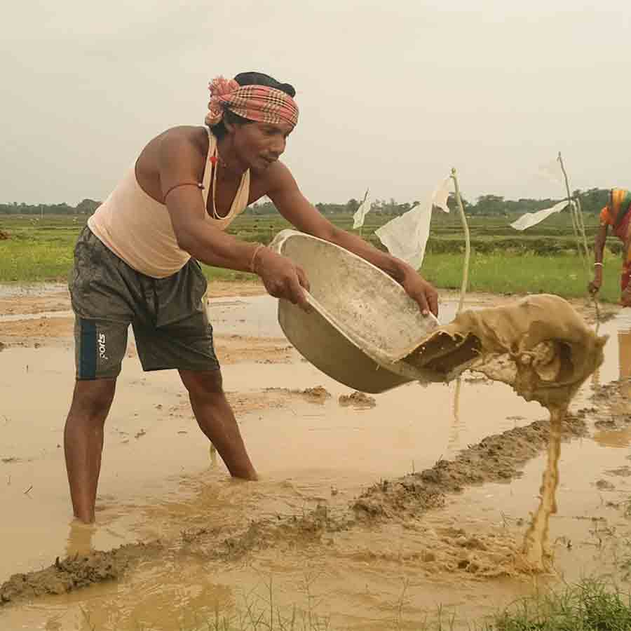 crisis in amon rice harvest due to excessive rainfall at Boro (Borough)