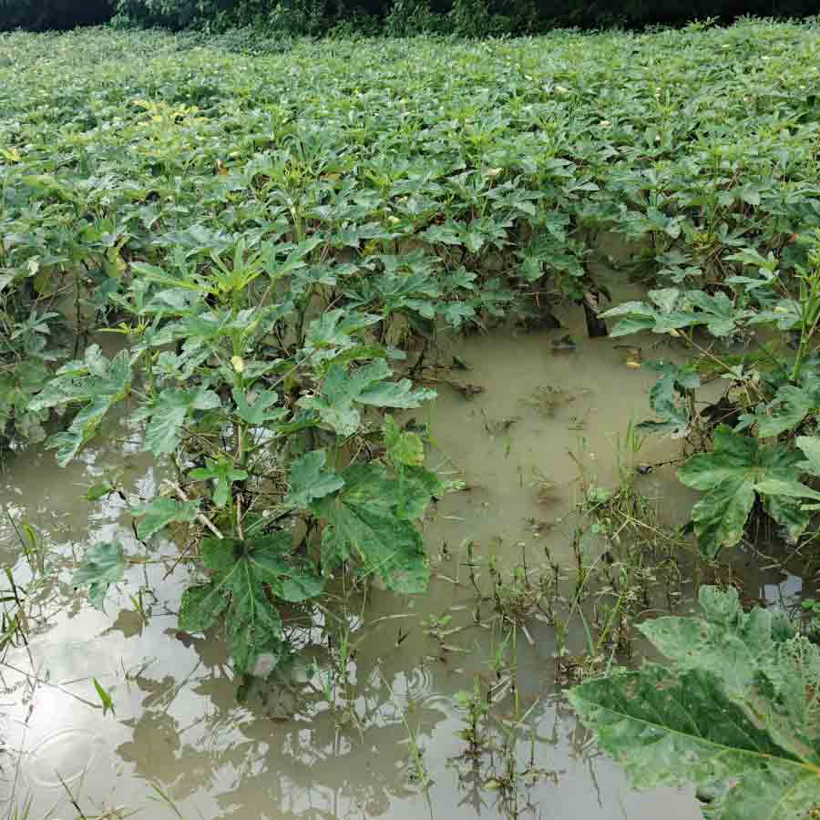 High price of vegetables in markets of Purulia and Bankura