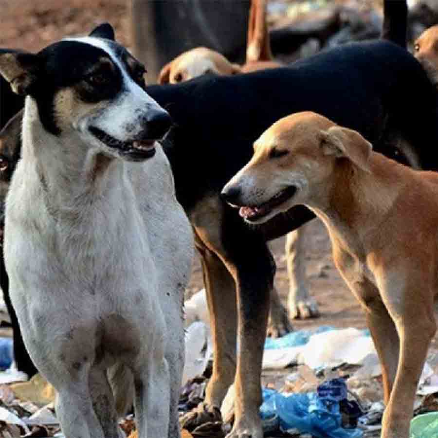 School teachers of Hoooghly worried after Mamata Banerjee unofficially requested to feed the Stray dogs