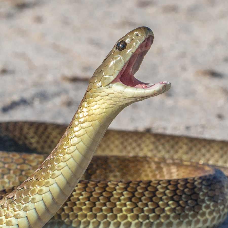 Local in a village of Madhya Pradesh claims a female snake mourn her partner death in shocking way