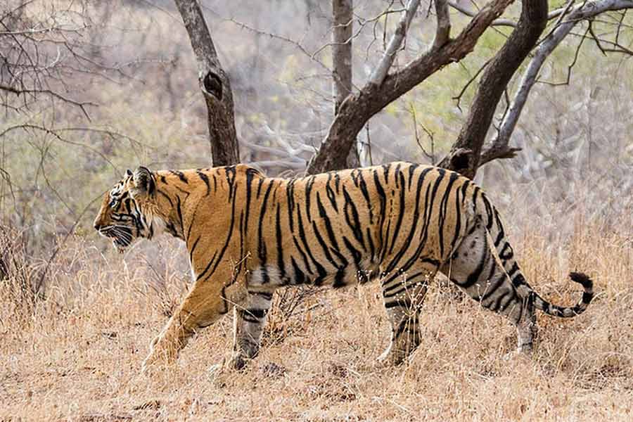 Tiger footprints again found in Purulia dgtld