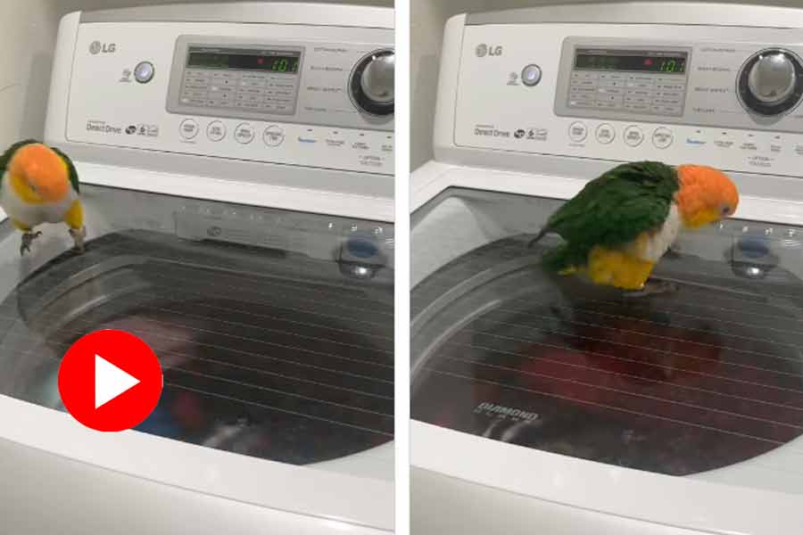 Parrot walks in circular motion on the top of washing machine, video goes viral dgtl