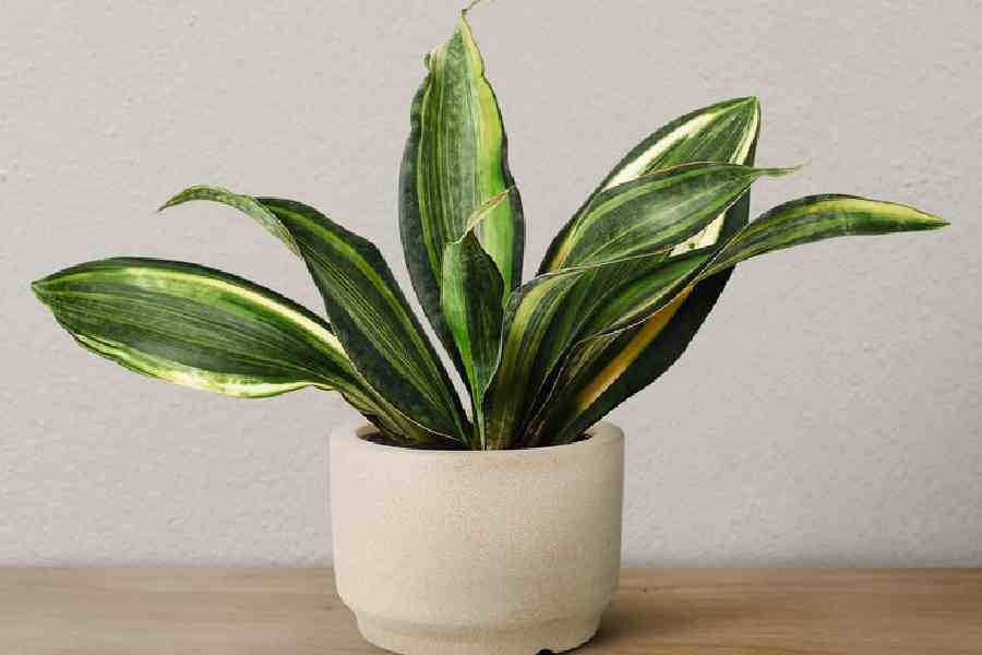 What is plant pup and how to successfully grow them dgtl