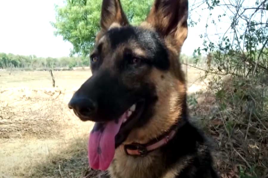 A German Shepherd dog lost its life while saving its owner from an alleged tiger attack