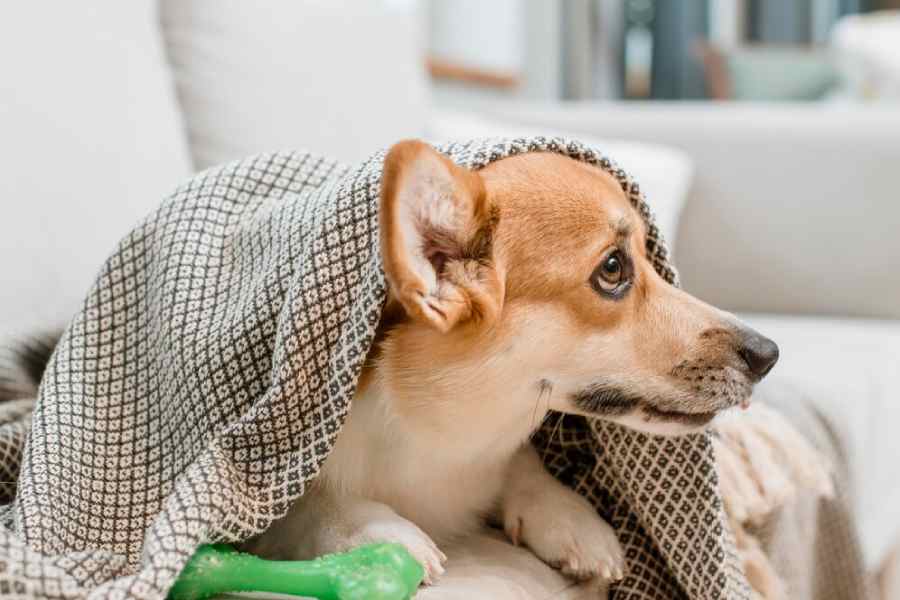 Tick infestation in dogs will rise in rising temperature and to prevent it