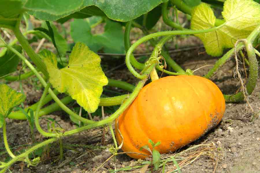 Why Pumpkin leaves turning yellow dgtl