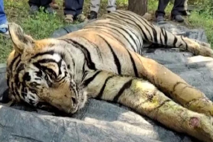 মধ্যপ্রদেশে পর পর বাঘের মৃত্যু ঘিরে রহস্য। প্রতিনিধিত্বমূলক ছবি।