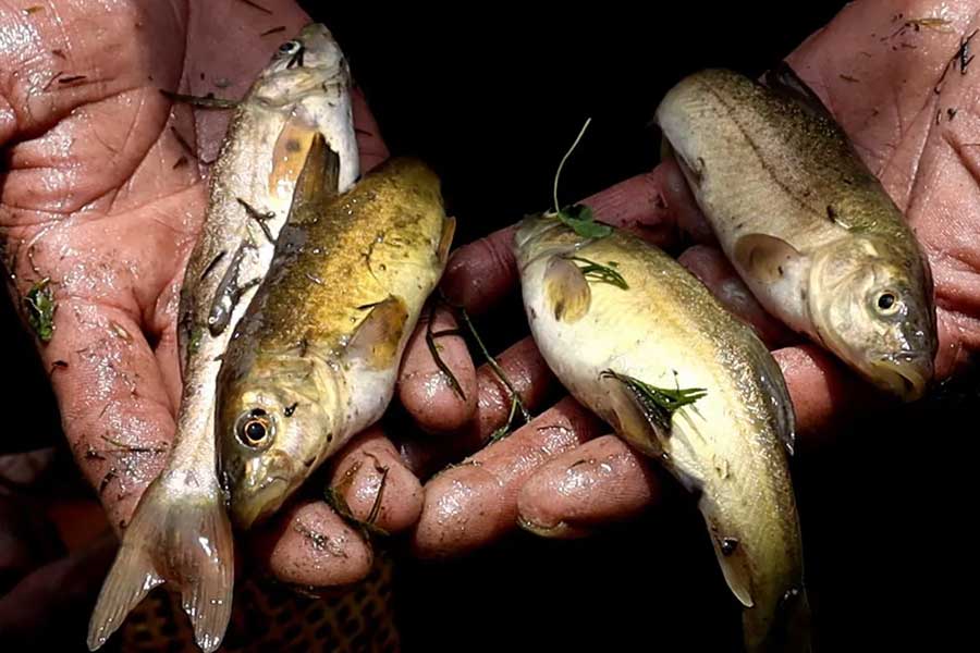 Youth dies in Kerala after fish got stuck in his throat