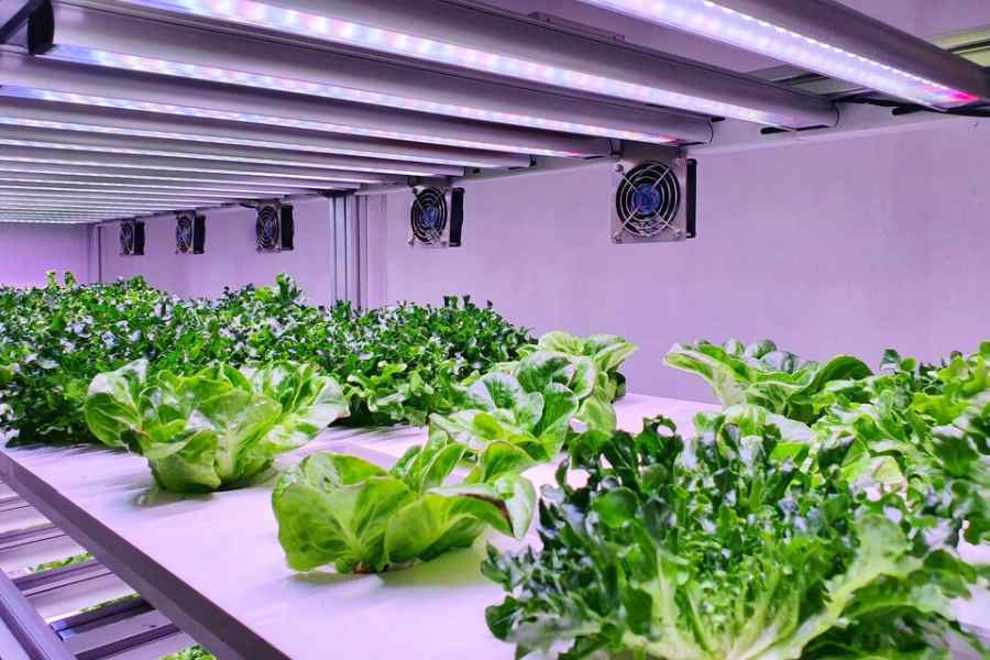 What is Hydroponic Gardening, in what methods you can grow plants without any soil