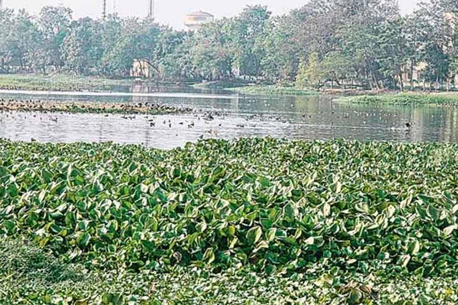 Santragachi Jheel must be de-polluted by December, ordered the National Green Tribunal dgtld
