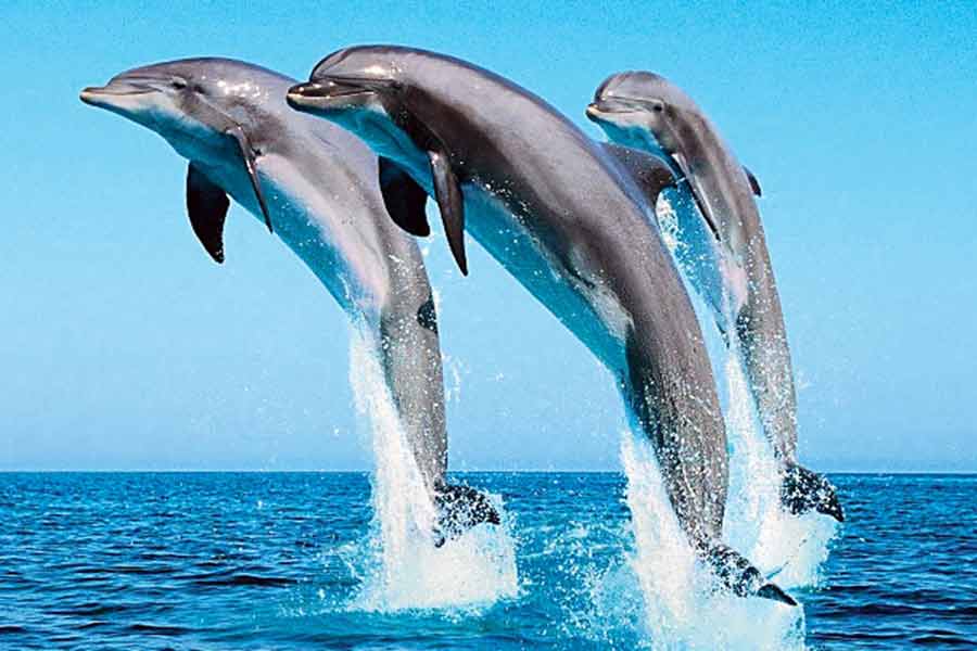 West Bengal in third position in India regarding number of dolphins
