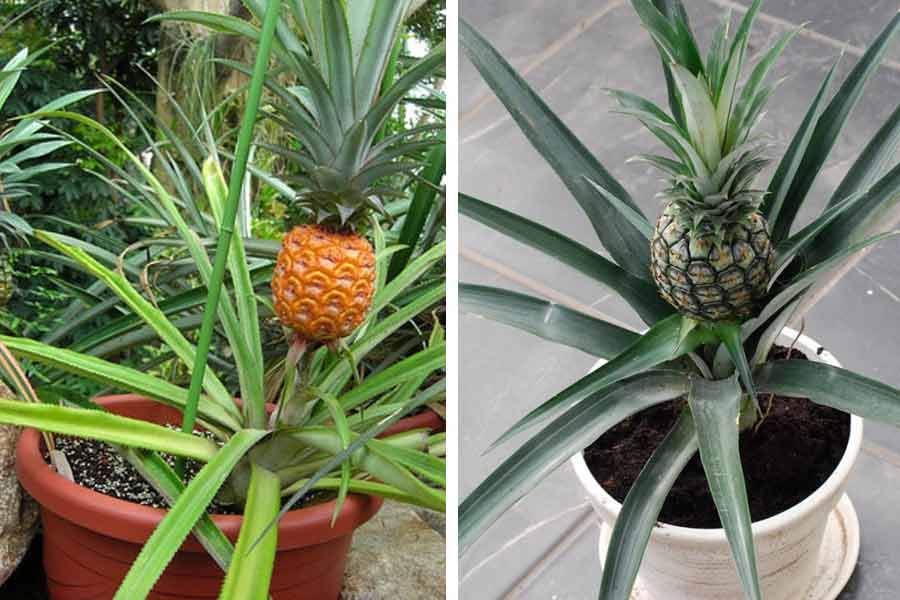 How to grow pineapple at home garden dgtl