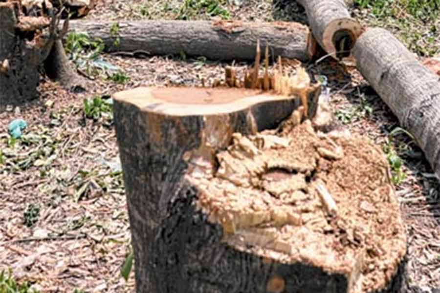 Local residents stopped a deforestation at Arambagh