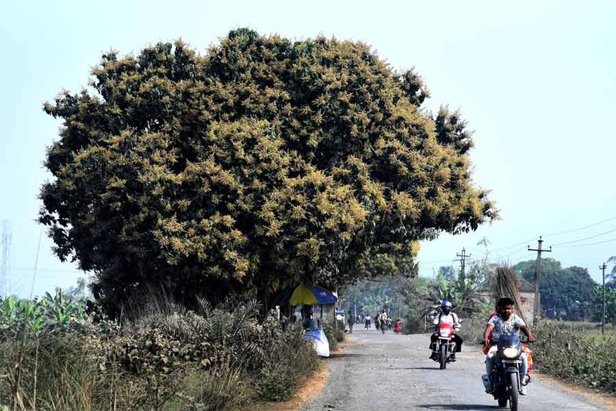 Due to excessive usage of pesticides in mago trees, Bees are dying affecting the fruits as well