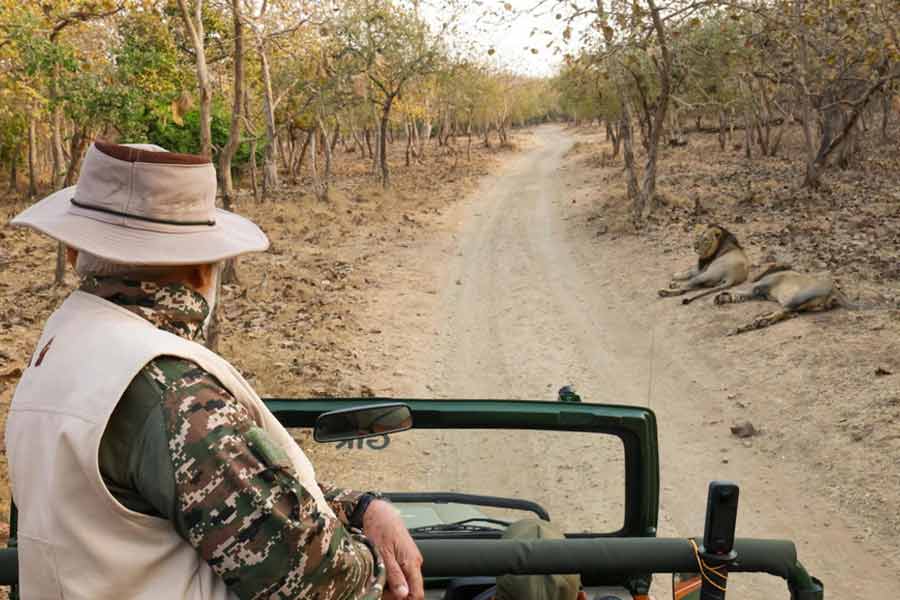 Narendra modi Goes on Gir for Lion safari, how to explore this national park as a tourist dgtl