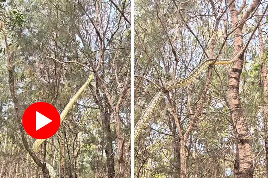 Video of python climbing on tree goes viral dgtl