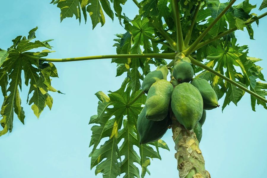 4 benefits of eating papaya leaves dgtl