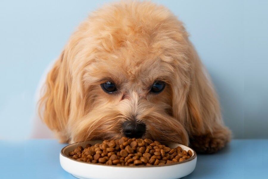 Do’s and Don’ts while feeding your pet dog