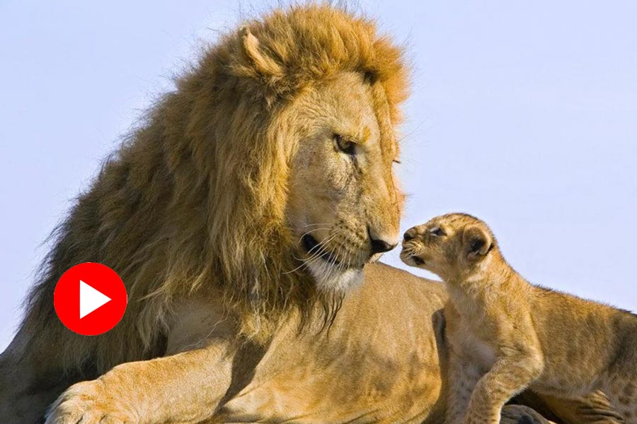 Video of a lion cub woke up its parents in Northern Kenya forest goes viral dgtl