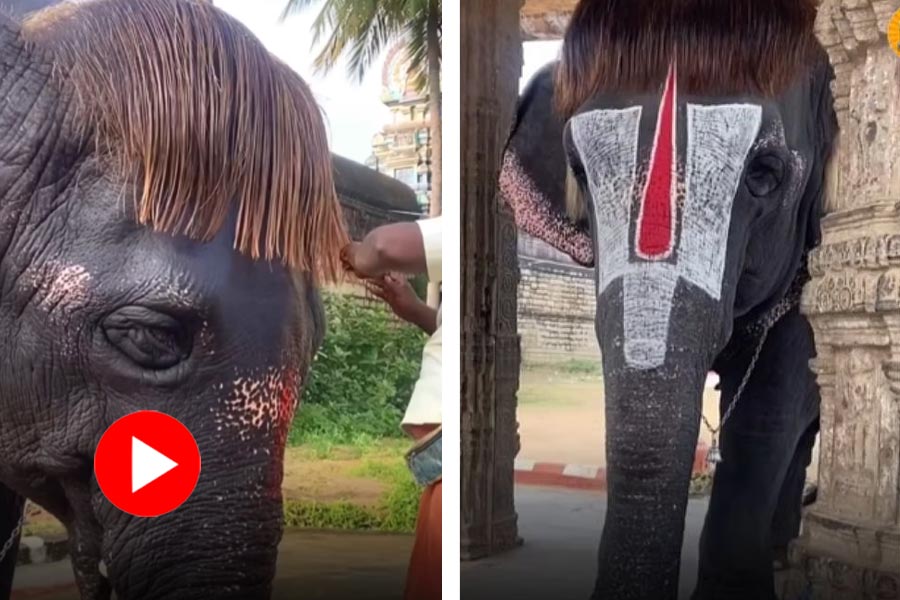 Video of Elephant with bob cut hair goes viral