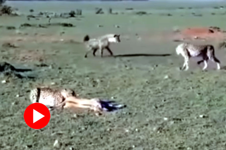 Video of fighting for hunt between hyena, cheetah and lion goes viral dgtl