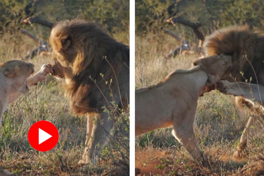 Video of fight between lion and lioness goes viral dgtl