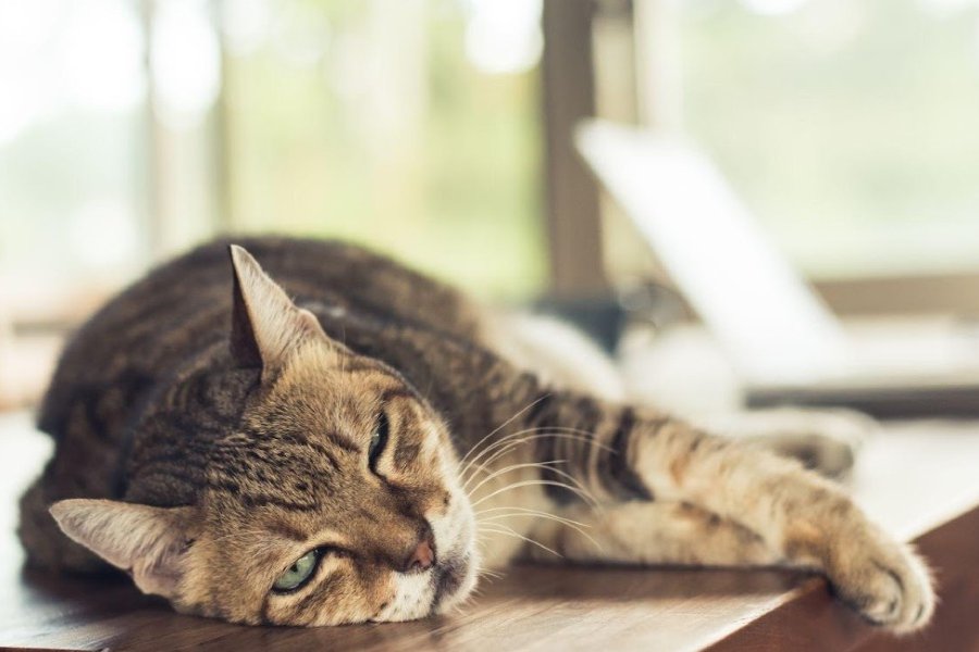 the new trend of recharging your brain is therapeutic Laziness, does it work dgtl