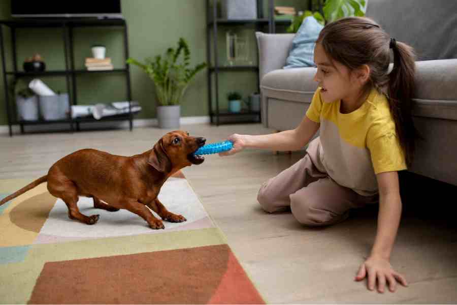How to choose right and perfect toys for your pet dog dgtl