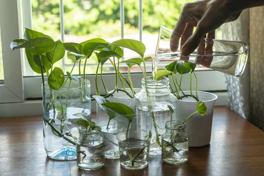 How to take care houseplants growing in water dgtl