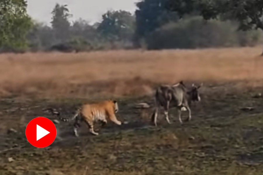 Tiger jumps on ox in Panna tiger reserve dgtl