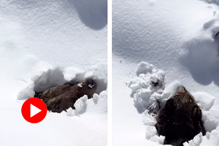 Video of bear waking up from its winter hibernation goes viral dgtl