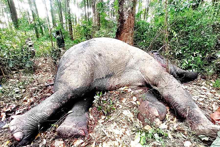 An elephant died in Bagdogra