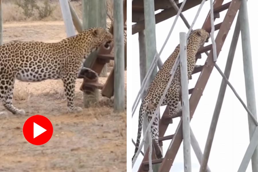 Video of leopard climbing on stairs goes viral dgtl