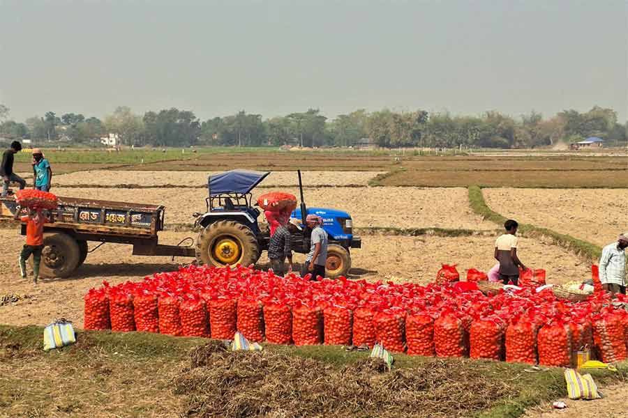 Less Number of potatoes are being exported to outstaes from Midnapore