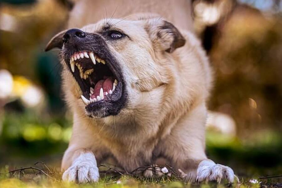 Man bitten by rabid dog in Odisha kills by slitting own throat, dies in Tamil Nadu hospital dgtl