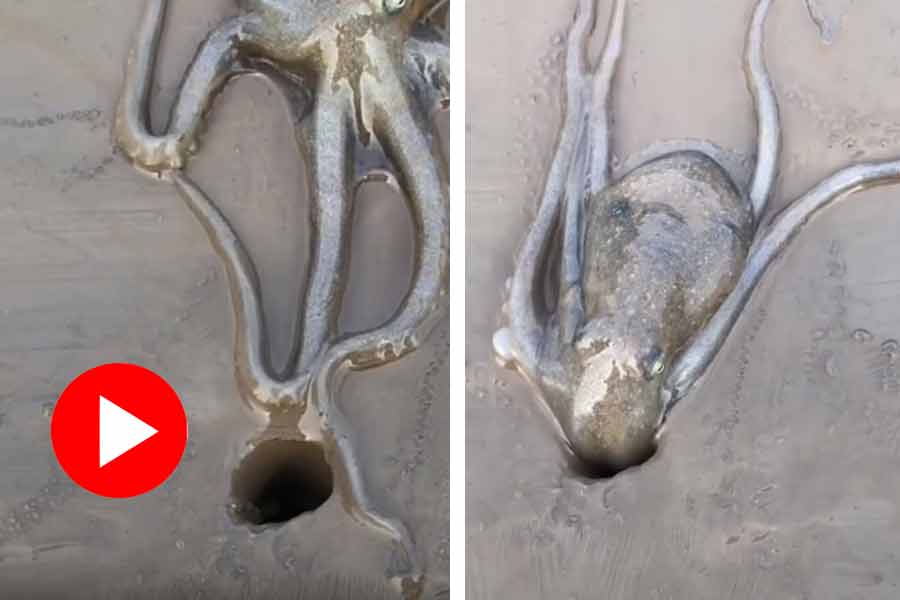 Octopus squeezes into small hole, video goes viral dgtl
