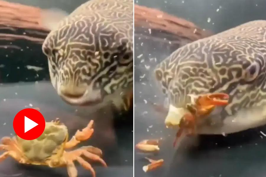 Fish attacks crab and finish it, Video goes viral