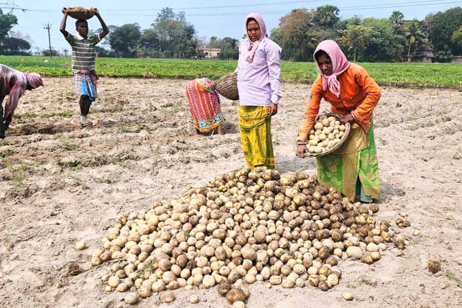 If the procurement system for paddy, potatoes etc. is not reformed, there will be doubts about whether government support money is reaching farmers at all