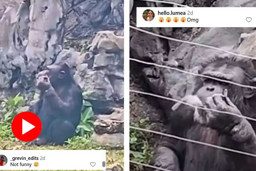Video shows Chimpanzee smoking cigarette at zoo in China, Internet showing concern