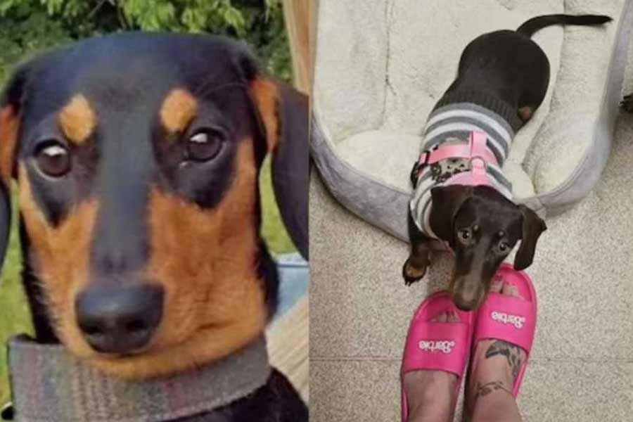 England woman’s body partially eaten by pet dogs after she dies