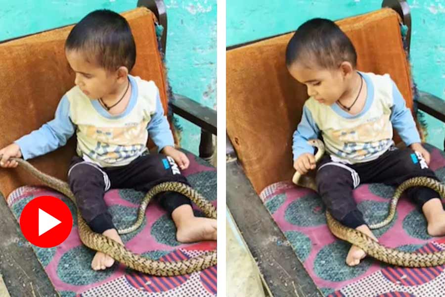 young child was seen playing with a snake