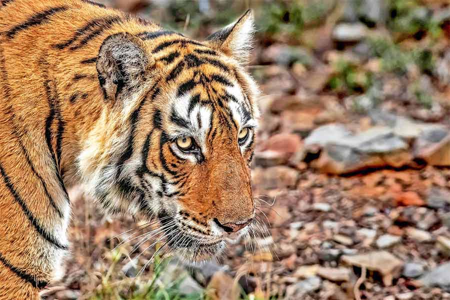 নিষ্পলক: রণথম্ভোরের বর্তমান ব্যাঘ্রসম্রাজ্ঞী এই ‘অ্যারোহেড’। ‘মছলি’ সম্পর্কে এর দিদিমা।