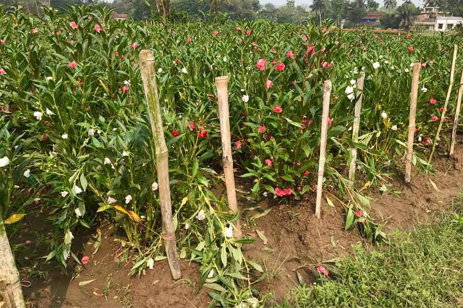 Hailstorm at Midnapore affected Flowers and paddy farms